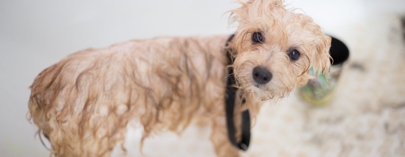 A small dog being gently bathed at the grooming studio with pet-safe shampoo