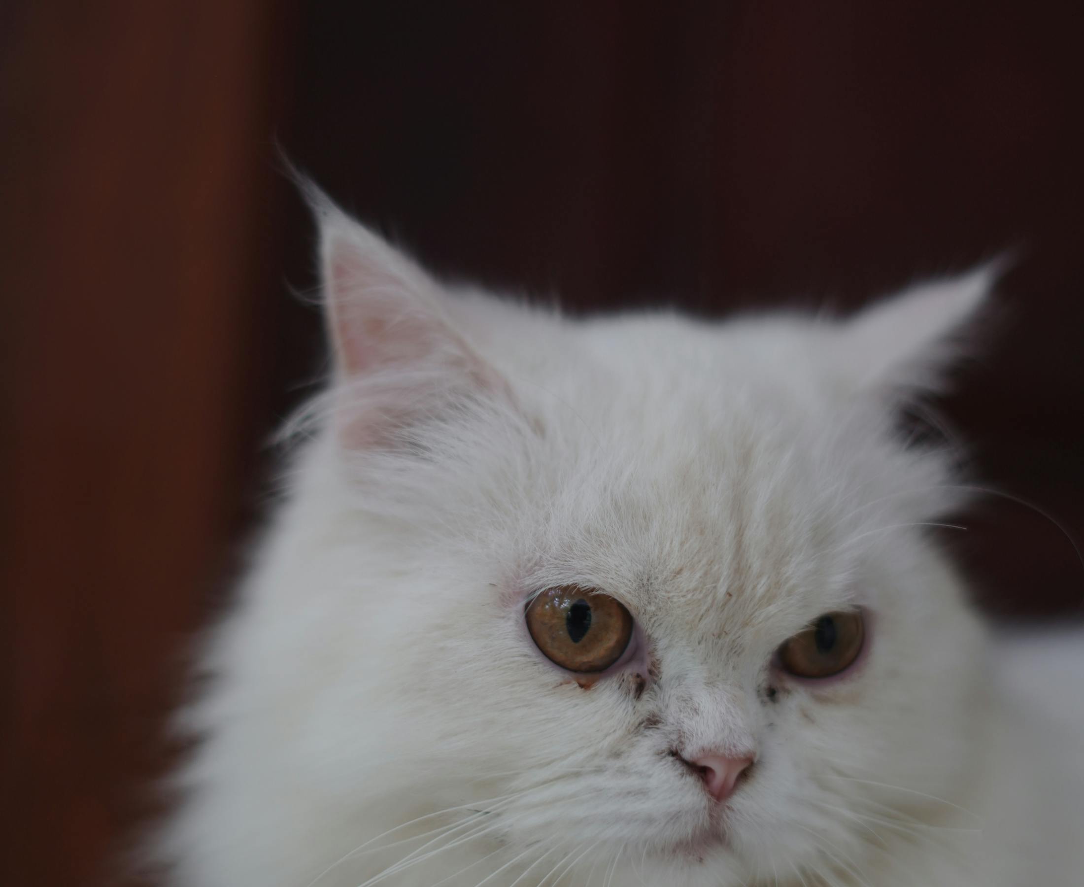 A groomer gently tending to a fluffy cat in the calm studio