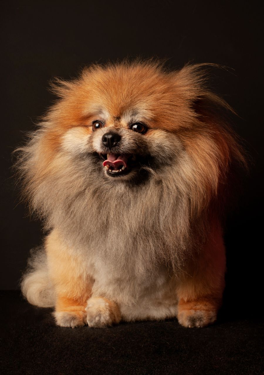 A groomer gently holding the paw of a freshly groomed Yorkshire Terrier in the studio